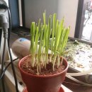 미미그루밍 이미지