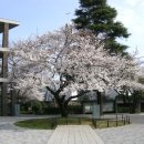 벚꽃과 일본전통의상 하카마가 빛나는 일본의 졸업식!! 이미지