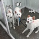 홍