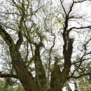 제주 봉개동 왕벚나무 자생지 이미지