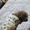 안녕 강아지 | 꼬릿한 강아지 눈물 냄새 안녕! 바이랩 아이클리너 내돈내산 솔직 후기