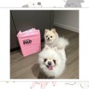 190 | 배변패드 200매 24,900원 소형견 필수템 스탠다드190 실사용 후기