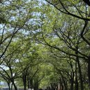 [잠실/뮤지컬] 한국의 미를 느낄 수 있었던 몽유도원 후기