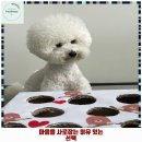 댕글댕글유치원 | 동삭동 애견카페 싱글댕글 애견유치원&amp;호텔 가격 및 후기 추천 리뷰 주차 예약 알아봐요