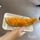 삿포로 4일차 엔데이트립 비에이 후라노 투어