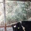 대룡목장 이미지