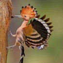 후푸(HOOPOE)