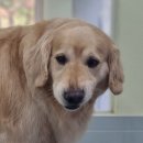 포테이토 독 이미지