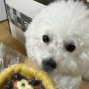 트렌독 이미지