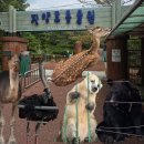 GS25진주진양호 | 경남 진주 가족들과 가기 좋은 놀거리 추천 [진양호동물원] 가격, 후기