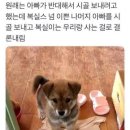 귀여워, 댕댕이 이미지