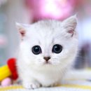 강남 고양이 분양 캣프렌즈 이미지