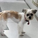 핑크강아지 이미지