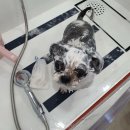 삐삐펫살롱 이미지