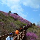 진달래화원 이미지