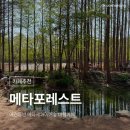 길상로 | [인천/강화도] 애견동반 메타세콰이어숲 대형카페, '메타포레스트' 솔직후기