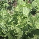 환국농장 이미지