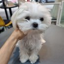몽발소 이미지