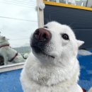 뽀송하개 이미지