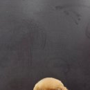 루이스독 이미지