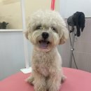 단비네펫살롱 이미지