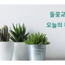 2026년 09월 04일 (금) 제목 : 수넴 여인과 아람 왕 오늘의 말씀 : 열왕기하 8:1-13 이미지
