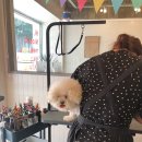 다다다펫그루밍 이미지