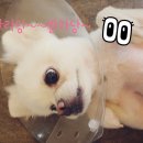 제연동물병원 이미지