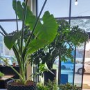 동백커피 이미지