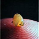 [자료4] 금붕어의 먹이(2) - 지렁이 사육 이미지