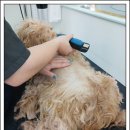 강아지를 미용하는 여자 이미지