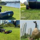 밴쿠버 공원, '거위 배설물 청소기' 도입 시험 이미지