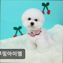 그루밍아이엠 | (수원, 강아지, 고양이, 애견미용, 추천!) 그루밍아이엠 수원 그루밍아이엠, 맞춤 케어가 뛰어나요