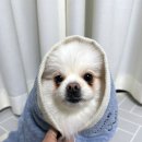 흡수력 좋은 강아지 전용 볼트론 뱀부 항균 펫 제로타올 후기