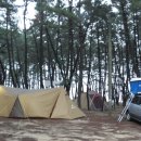 몽산포 송림 이미지