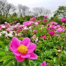 마음의 근육을 키워 건강의 삶, 행복한 삶 | 작약 재배법 작약 뿌리 효능 꽃말 씨앗 파종시기