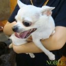 노블도그 이미지