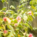 푸른산수목원 이미지