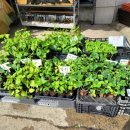 제일종묘사 이미지