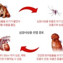 24시 핸즈동물의료센터 이미지