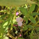 시흥견인차량보관소(대야) | 소래산 쉼터공원, 여름꽃으로 물든 이야기 상사화, 봉선화, 메리골드
