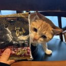 순수치킨 | 레오나르도 순수생육 고양이사료 , 퓨어치킨파우치 급여후기!