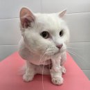 #지니 - 나주시 | [경북/안동]고양이 성향맞춤 무마취 미용 캣블링_지니 미용 후기｜피부 상태 고려한 미용