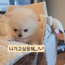 바닐라꼼므