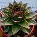 쿤타킨테 이미지