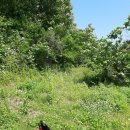 황금빛농장 이미지