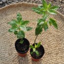 한우리농산 이미지