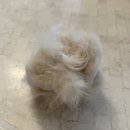 브리티쉬숏헤어 캐터리 | 고양이 빗 추천, 10가지 써보고 정착한 : 필로콤 사랑빗💚