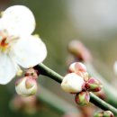 병산길, 전서로(풍천면) 이미지