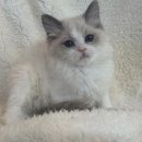 도그마루 강아지고양이 목동점 이미지